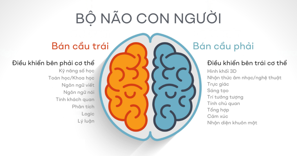 não phải não trái inforgraphic